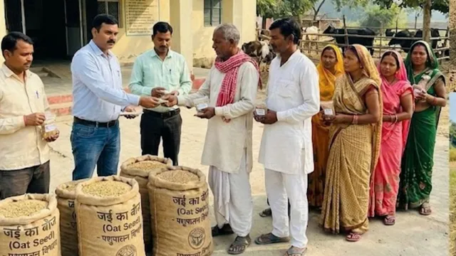 सर्दियों में पशुओं के हरे चारे का समाधान, देवरिया में पशुपालकों को पशु चिकित्सालयों से मिलेगा जई का बीज
