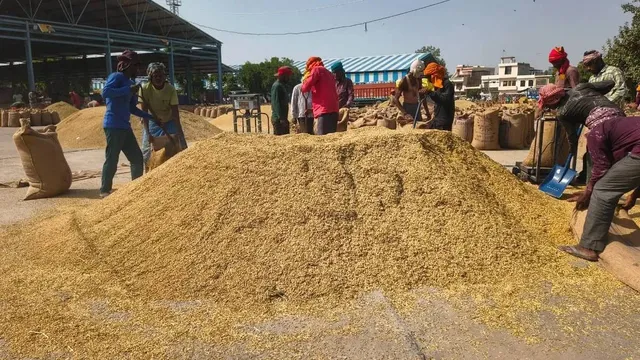 हरियाणा के किसानों की बल्ले-बल्ले, सरकार ने खाते में डाले 4263 करोड़ रुपये; 30 लाख टन से अधिक हुई धान की खरीद
