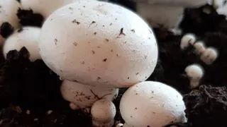 जम्मू में मशरूम की खेती सीखने के लिए 4 नवंबर से ट्रेनिंग।