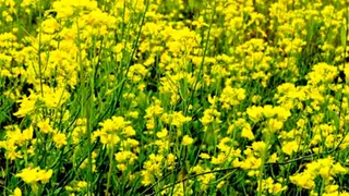 हीरानगर में तिलहन की खेती से किसानों को मिल रहा आर्थिक लाभ। (फाइल फोटो)