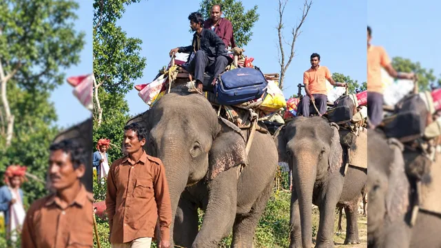 लखीमपुर में चार बाघों की दहशत के बीच पहुंचा हाथियों का दस्ता, जंगल में खदेड़ेगी वन विभाग की टीम
