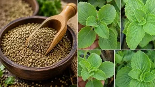 प्रतीकात्मक तस्वीर।