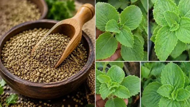 पुदीना और अजवाइन में फेफड़े के कैंसर से लड़ने की क्षमता, कीमोथेरेपी के साइड इफेक्ट्स से मिलेगी राहत
