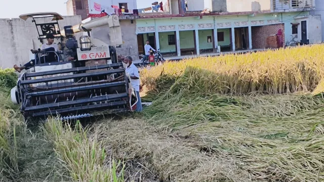 सिद्धार्थनगर में तूफान के अलर्ट के बीच फसल बचाने में जुटे किसान, शुरू कर दी धान की कटाई 
