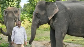 हजारा में बाघ पकड़ने को मौजूद हाथी। स्रोत विभाग