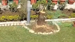 चंदन का पेड़ काटकर ले गए चोर।