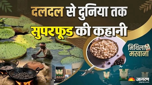 बिहार के 'सुफरफूड' की दुनिया में बादशाहत, पानी और आग से निकलकर ऐसे तैयार होता है मखाना