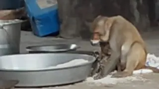 फतेहाबाद के स्कूलों में बंदरों का खौफ, शिक्षक पढ़ाई छोड़ बच्चों की सुरक्षा में जुटे, मिड-डे मील भी खतरे में।