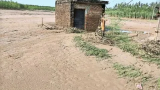 बाढ़ की वजह से खेत में जमी गाद। फाइल फोटो