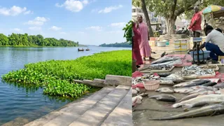 Khagaria Fish Production: खगड़िया की मछली आढ़त पर बिक्री के लिए रखी गई कसरैया धार की ताजी देसी मछलियां।