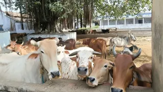 Khagaria Gaushala 138 Years History: 138 वर्षों से गोवंश संरक्षण का केंद्र बनी खगड़िया गौशाला