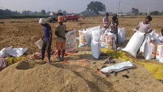 बाजार में धान का भाव 3250 रुपए तक चढ़ा, एमएसपी से 809 रुपये अधिक