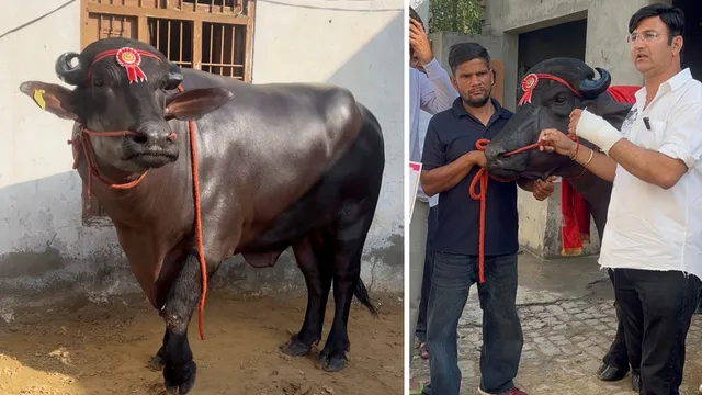 हरियाणा के पशु मेले में ‘लक्ष्य’ झोटा ने बिखेरा जलवा, खूबसूरती और कद-काठी में बना नंबर वन; 7.50 लाख रुपये में बिका

