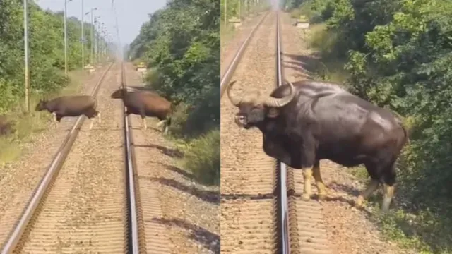 loco pilot stops train as herd of wild animals appears on tracks onlookers left stunned upon seeing the massive leader of herd