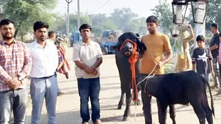 मिर्चपुर के प्रगतिशील पशुपालक नवदीप की मुर्राह नस्ल की भैंस ‘दुर्गा’