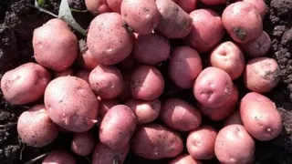समस्तीपुर में लेडी रोसेटा आलू की खेती पर किसानों को मिलेगा बंपर अनुदान