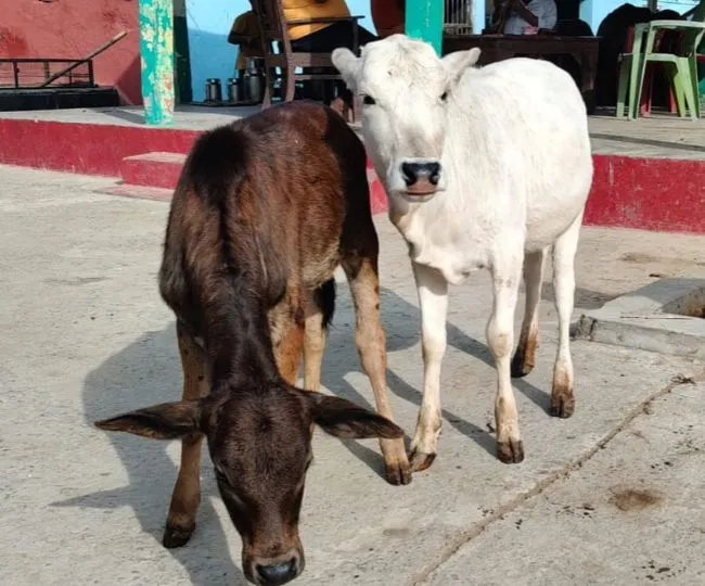 Punganur Calf Born in Katihar Gaushala PM Modi Favorite Breed (1)