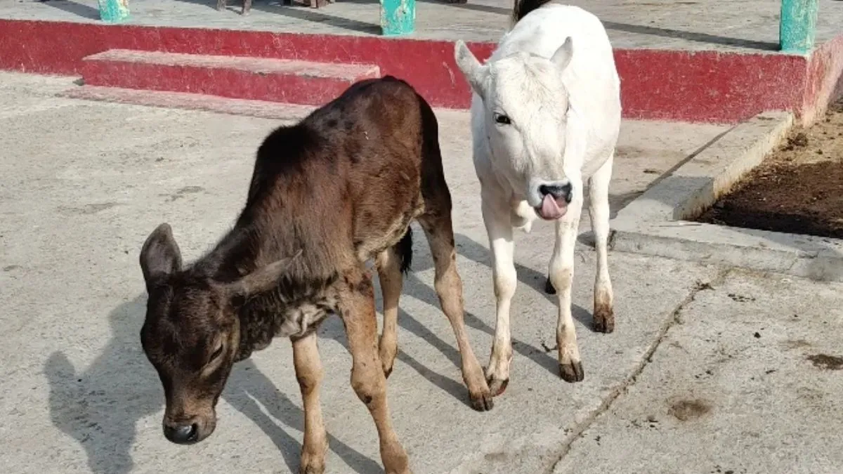 Punganur Calf Born in Katihar Gaushala PM Modi Favorite Breed