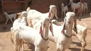 सांकेतिक तस्वीर।