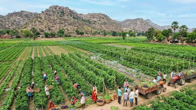 नवादा: पहाड़ किनारे सरकंडा पंचायत बना सब्जी का हब, 50 बीघे में हो रही खेती
