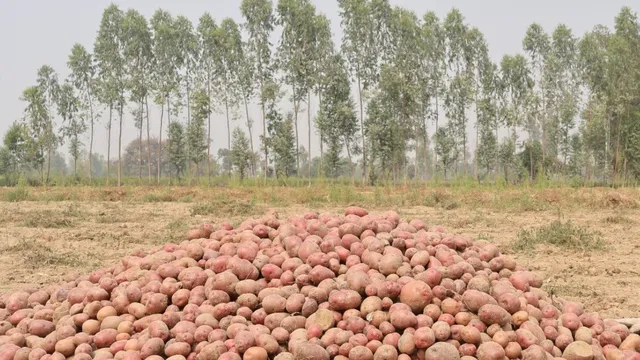 थाली में सजेगा नीदरलैंड का लाल-गुलाबी आलू, सुलतानपुर में होगी मलबेरी ब्यूटी आलू की खेती
