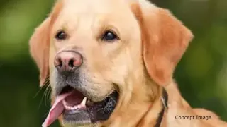 प्रतीकात्मक तस्वीर।