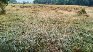 रुक-रुककर हो रही बारिश के कारण खेत में गिरा धान का फसल।