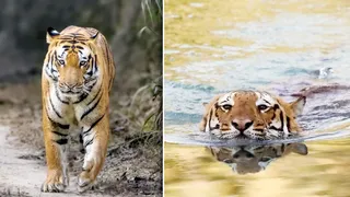 पीटीआर के सफारी मार्ग पर चहलकदमी करता और नहर में अठखेलियां करता राकेट बाघ। स्रोत: इंटरनेट मीडिया