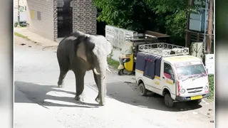 पूरनपुर की सड़कों पर घूमता हाथी। वीडियो ग्रैब