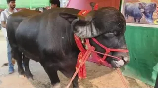 कपूरथला में चैंपियन रेसिंग भैंसा 'राजा' चोरी, परिवार ने 1 लाख का इनाम रखा।