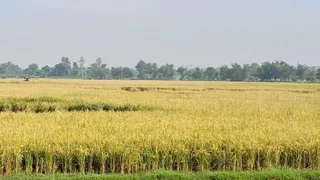 मुंगेर के धरहरा में बदलते मौसम और आसमान में छाए बादलों के बीच खेतों में खड़ी धान की पकी फसल