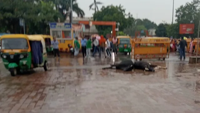 वाराणसी कैंट रेलवे स्टेशन के पार्किंग में करंट से दो गायों की मौत, सुरक्षा पर उठे सवाल