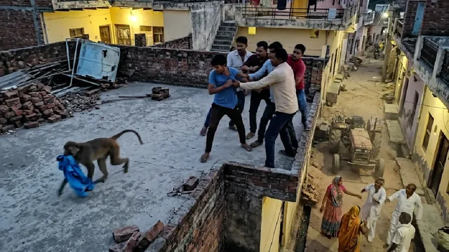 हिसार में बंदर पड़ोसी की छत पर ले गया शर्ट, उसे लेने पहुंचे युवक से मारपीट; महिला समेत 7 घायल

