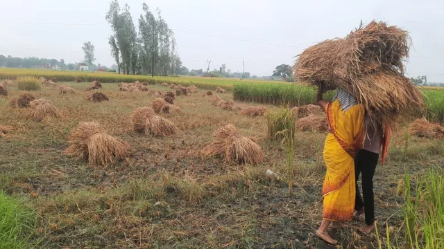 वाराणसी में बेमौसम बारिश से धान की फसल पर संकट, आलू की बोआई भी प्रभावित