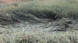 खेतों में गिरी धान की फसल। (जागरण)
