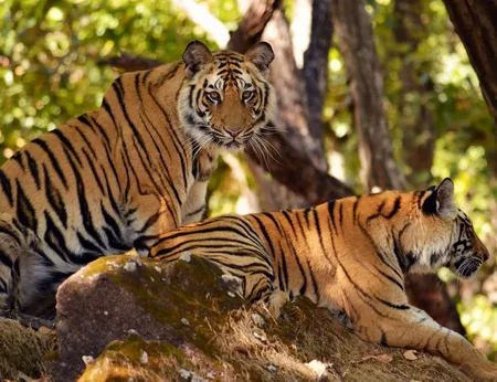 Dudhwa-Wildlife-Tour