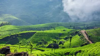 मुन्नार की खूबसूरत वादियों का करें दीदार (Picture Courtesy: Freepik)
