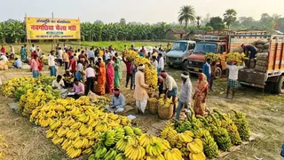 Bhagalpur Naugachia Banana Farming: बाढ़ और आंधी के थपेड़ों के बीच खिलता नवगछिया का केलांचल