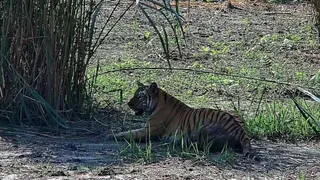 बिहार से बंगाल लाई गई बाघिन असम में लापता (फोटो-जागरण)