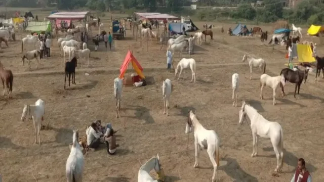 दीपावली के बाद सजेगा बटेश्वर का ऐतिहासिक पशु एवं लोक मेला, यमुना तट पर दीपोत्सव भी