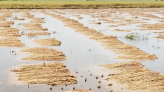 खेतों में पानी भरने से बढ़ी किसानों की परेशानी