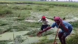 वाराणसी में 36 घंटे की बारिश ने धोई किसानों की उम्मीदें, धान की फसल बर्बाद।