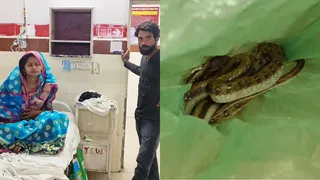 सांप के डसने के बाद महिला ने दिखाई अद्भुत बहादुरी