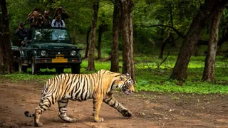 यह फोटो टाइगर रिजर्व पीलीभीत के आधिकारिक वेबसाइट से ली गई है।
