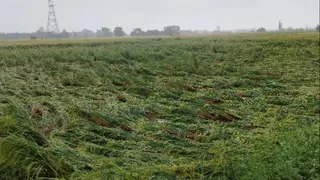 मौसम खराब होने से धान की फसलों को भारी नुकसान।