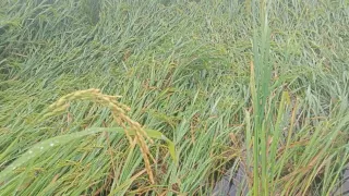 11 हजार हेक्टेयर में लगी धान की फसल बर्बाद
