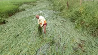 खेत में गिरी फसल को बचाने की कोशिश में किसान। जागरण