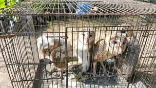 बिजनौर में पिंजरे में बंद उल्लू के बच्चे। सौ. वन विभाग