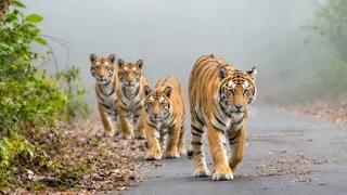 अपने शावकों के साथ विचरण करती बाघिन स्रोत: इंटरनेट मीडिया