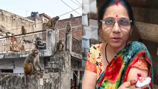 स्थानीय निवासी दहशत में हैं और नगर पालिका व वन विभाग से इस समस्या के समाधान की मांग कर रहे हैं।